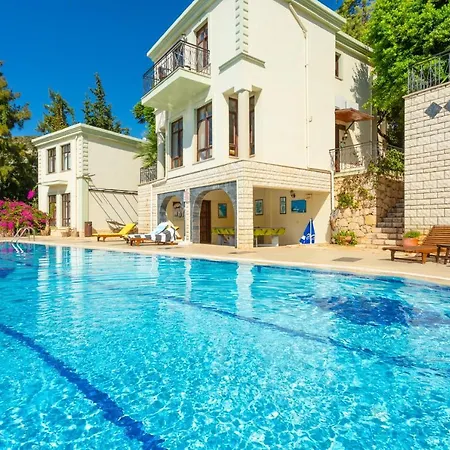 Begonia * Kalkan
